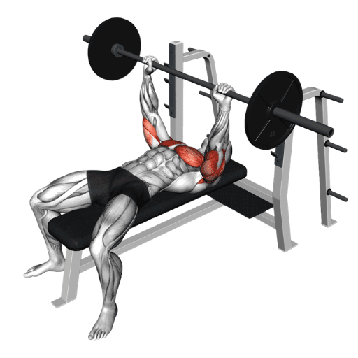 Bench press anatomical muscle activation illustration