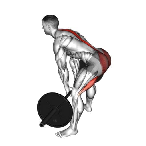 Deadlift anatomical muscle activation illustration showing posterior chain engagement